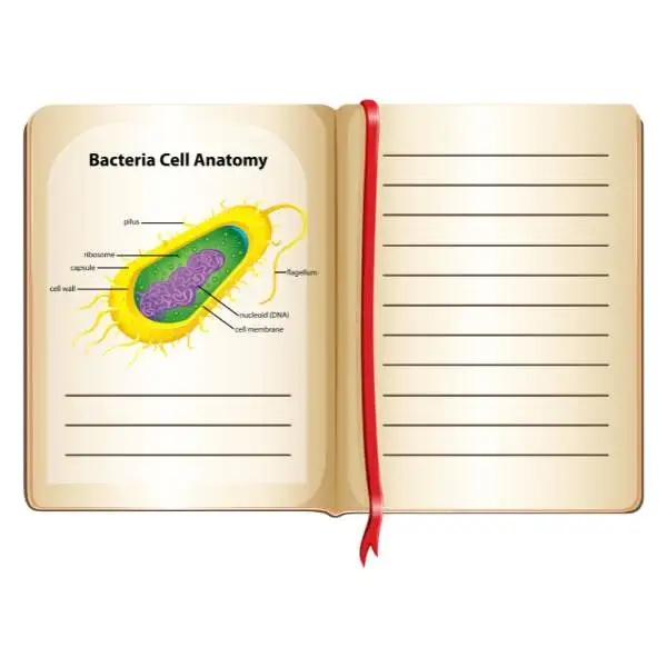 Illustration of bacteria cell anatomy in a notebook, featuring clear labels and simple language from an NCERT textbook.